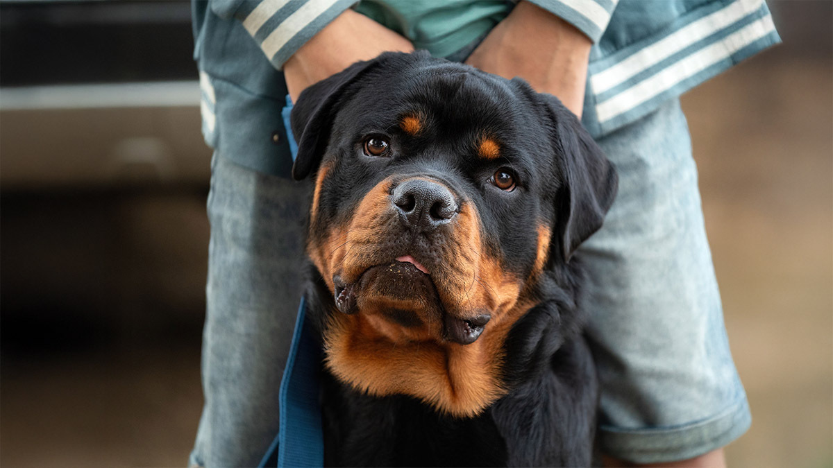 rottweiler.jpg