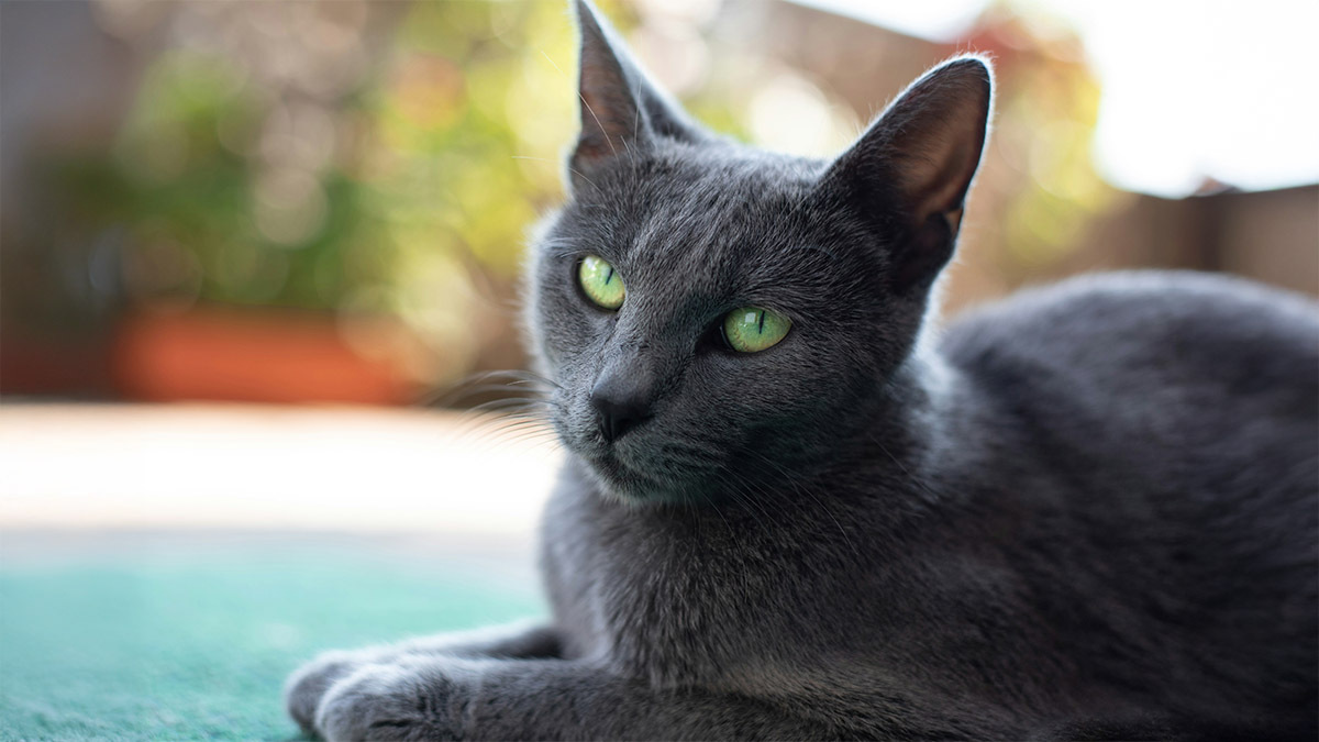 russian-blue-kedi-isimleri.jpg