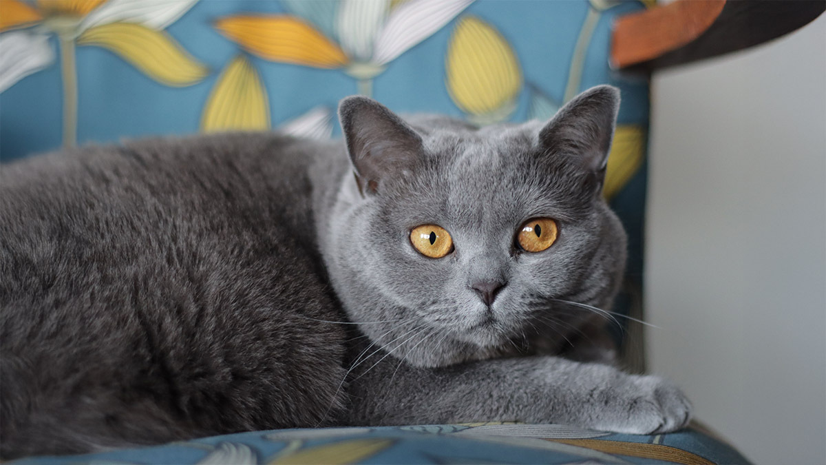 safkan-british-shorthair-nasil-anlasilir.jpg