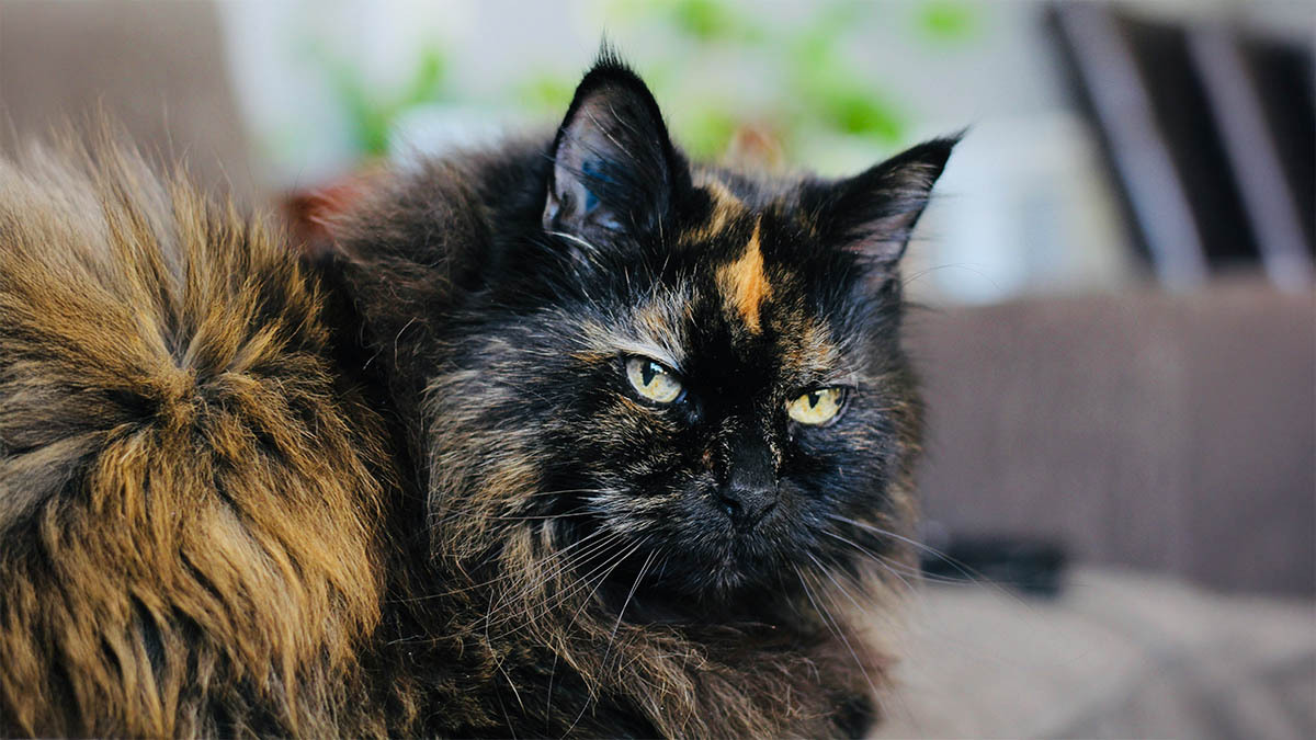 sari-siyah-kedi-isimleri.jpg
