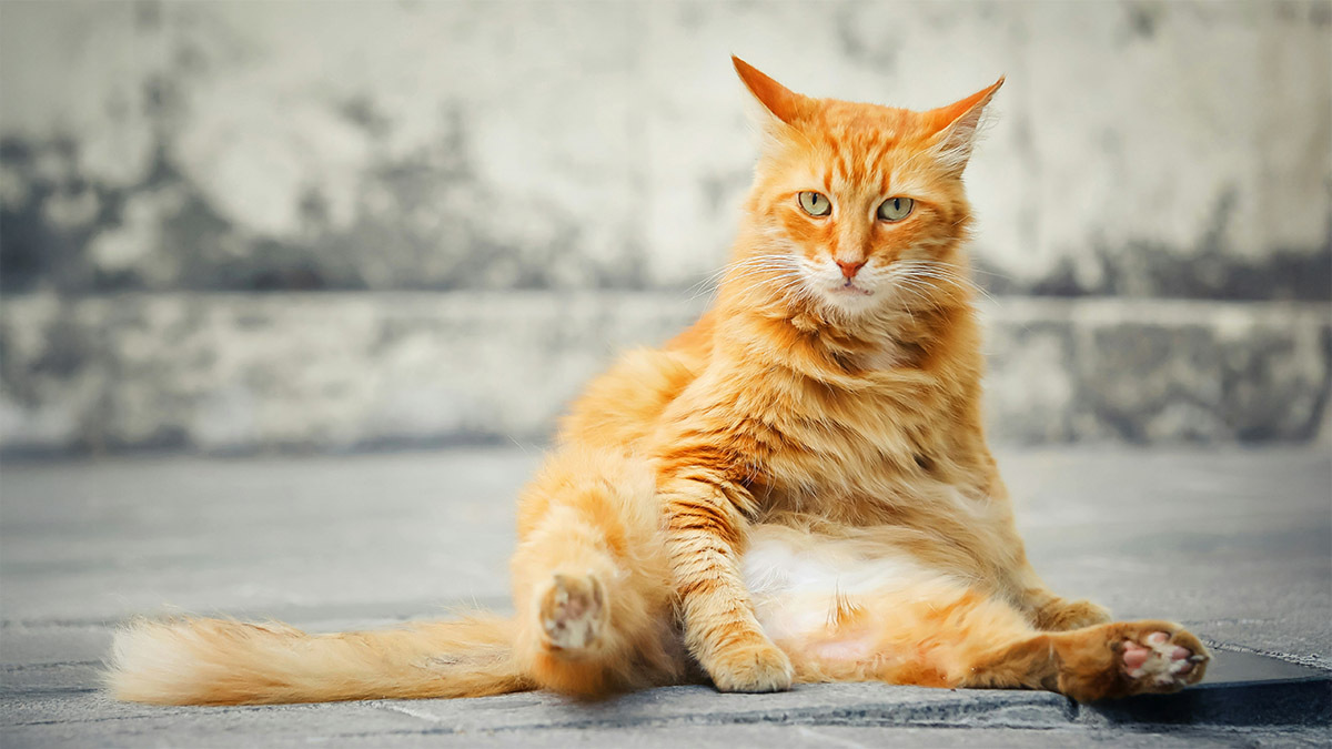 sarman-kedi-ozellikleri-ve-genetik-mucize.jpg