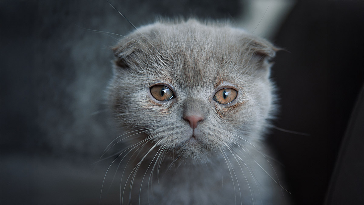 scottish-fold.jpg
