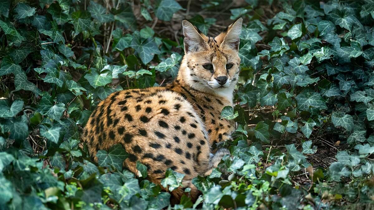 serval.jpg