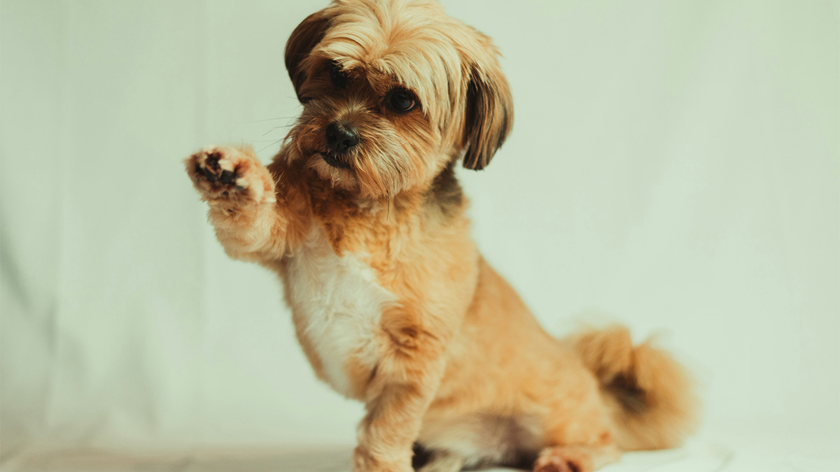 shih-tzu-5.jpg