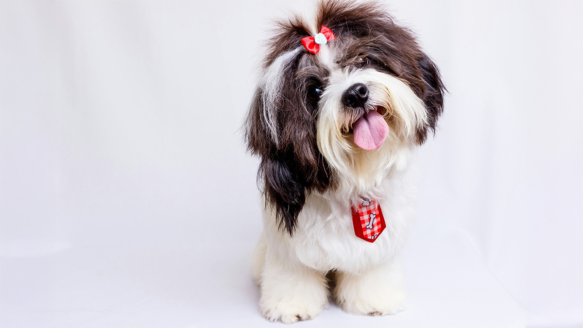 shih-tzu.jpg