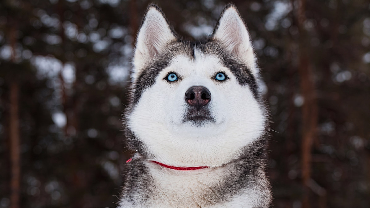 sibirya-husky.jpg