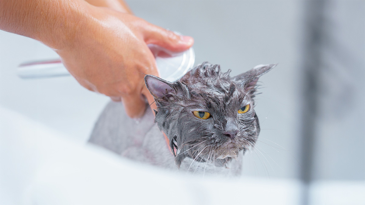 suyu-sevmeyen-kedi-nasil-yikanir.jpg