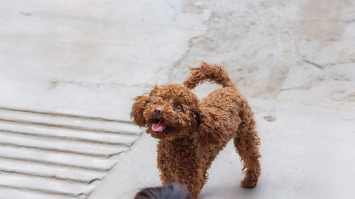 toy-poodle-ozellikleri.jpg