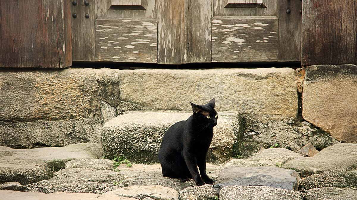 turkce-siyah-kedi-isimleri.jpg