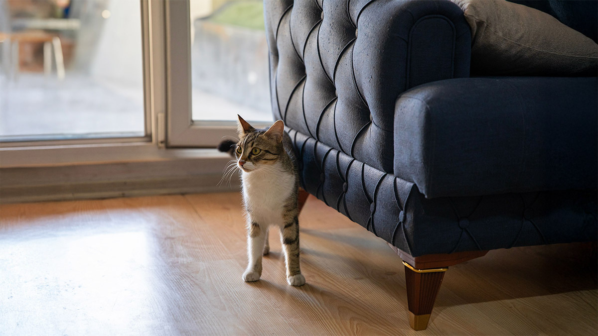 uzun-sure-sahibinin-gormeyen-kedi-ne-yapar.jpg