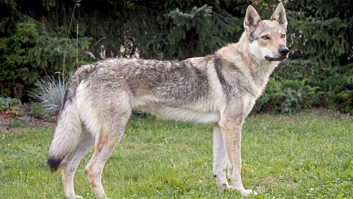 wolfdog.jpg