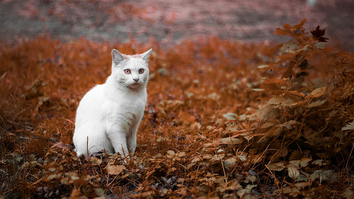 yabanci-beyaz-erkek-kedi-isimleri.jpg