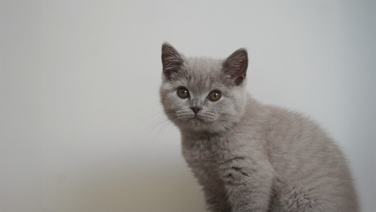 yavru-british-shorthair.jpg