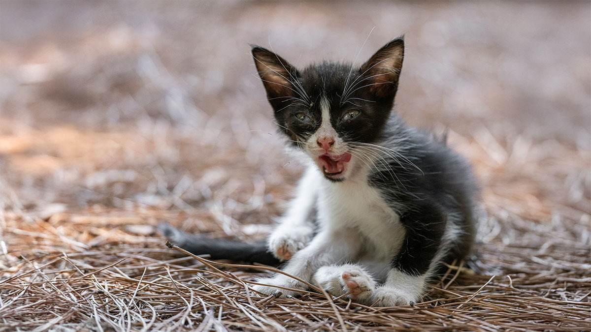 yavru-kedi-aglamasi.jpg