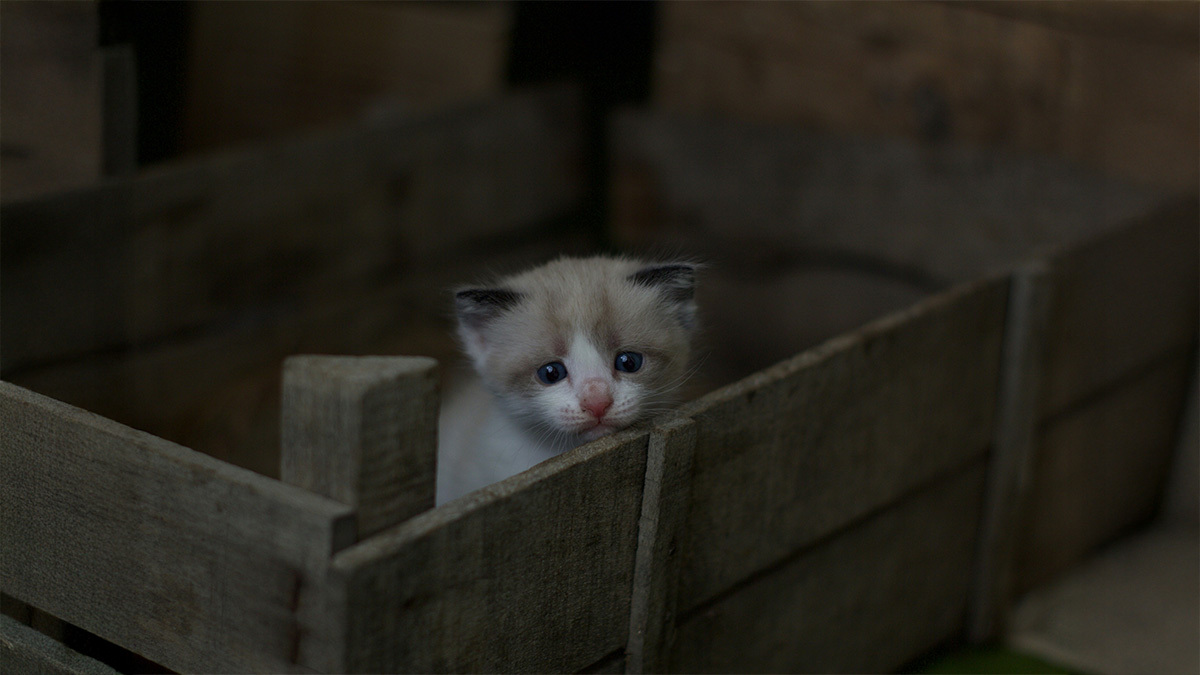 yavru-kedi-annesinden-ayrilinca-uzulur-mu.jpg