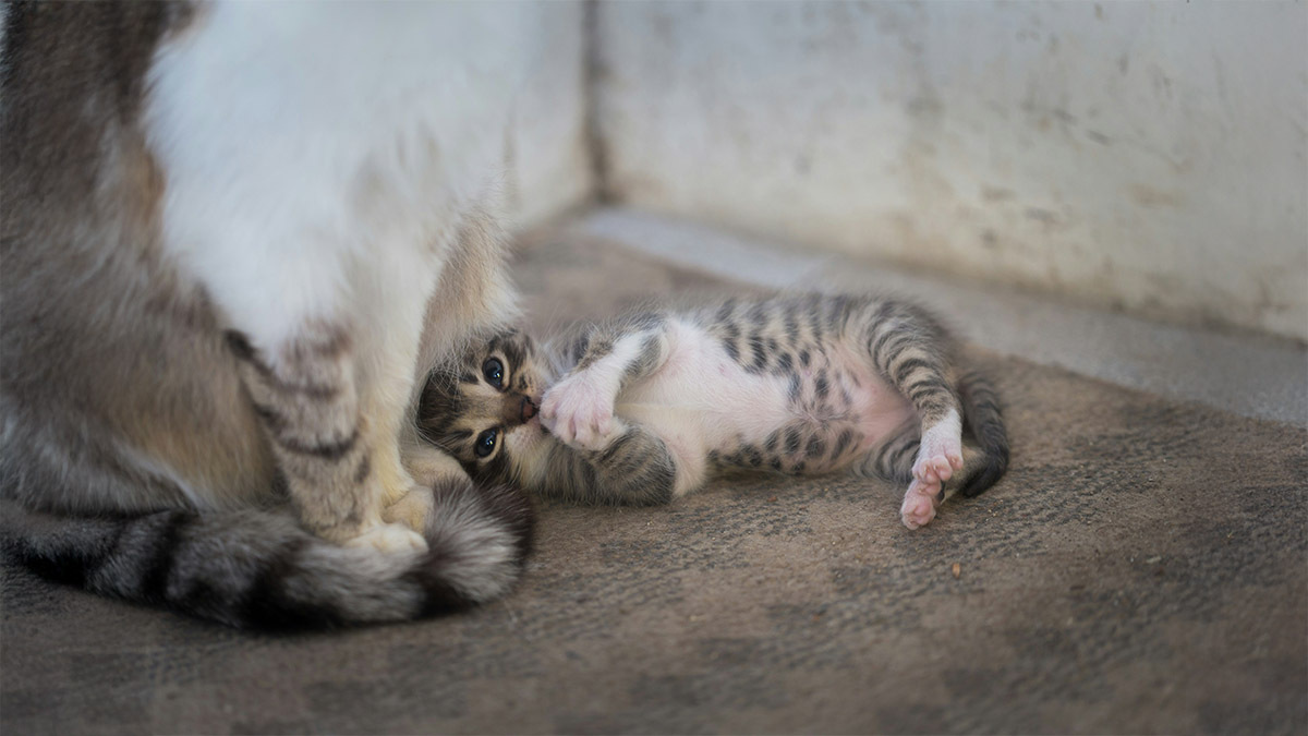 yavru-kedi-annesinden-ne-zaman-ayrilmali.jpg