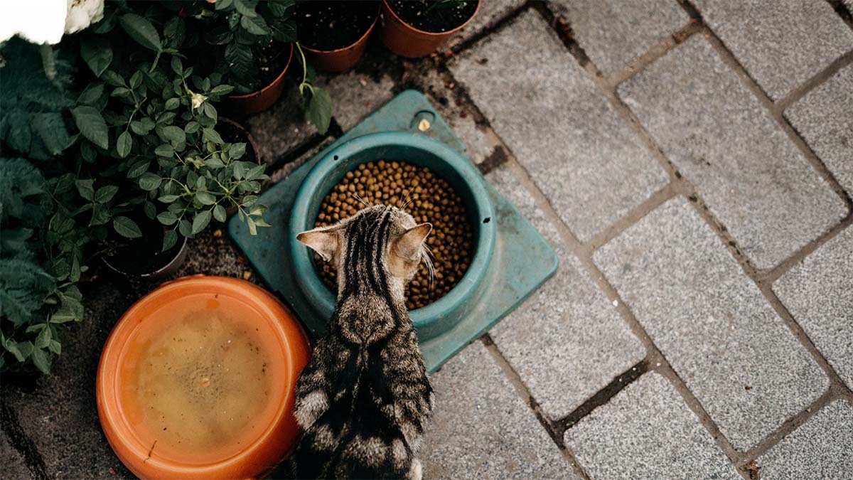 yavru-kedi-kopek-mamasi-yer-mi.jpg
