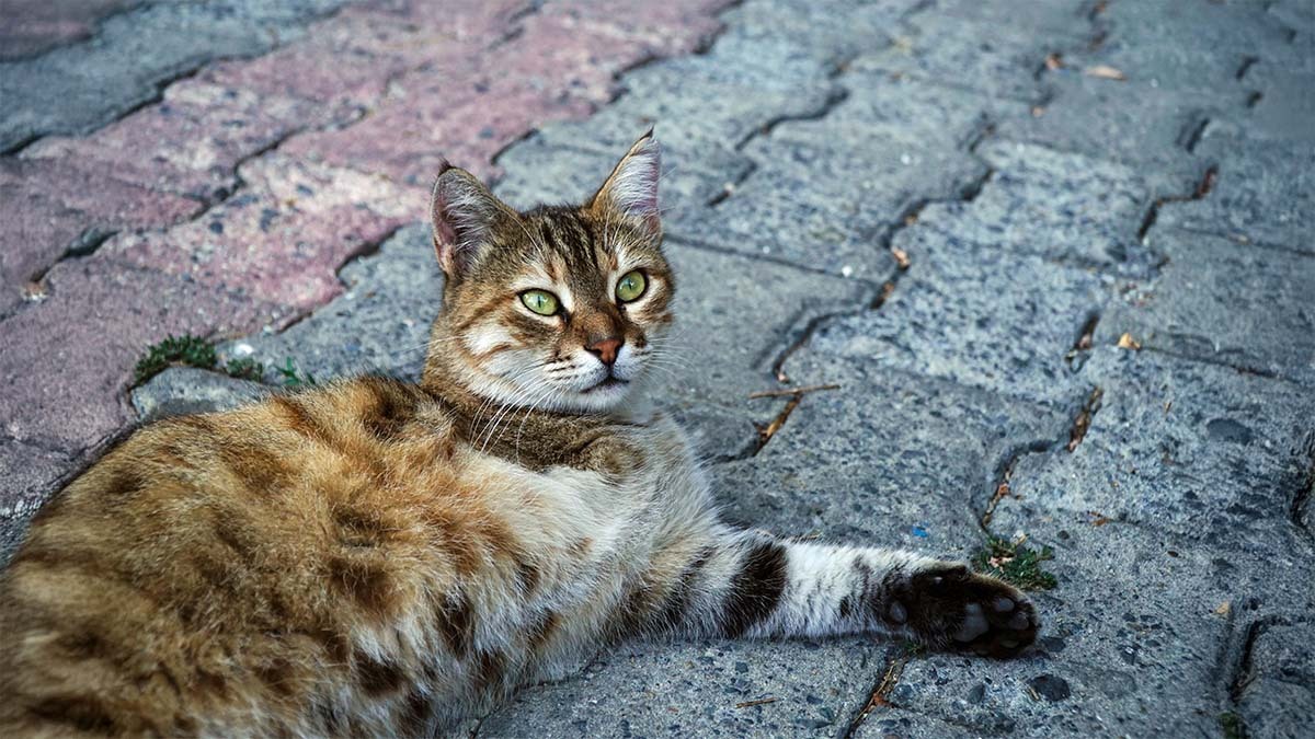 yetiskin-bir-kedi-kac-gun-ac-kalabilir.jpg