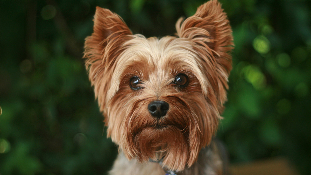 yorkshire-terrier.jpg