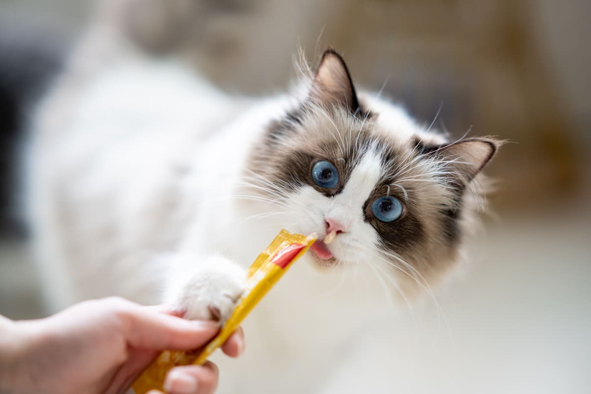krema ödül maması yiyen kedi