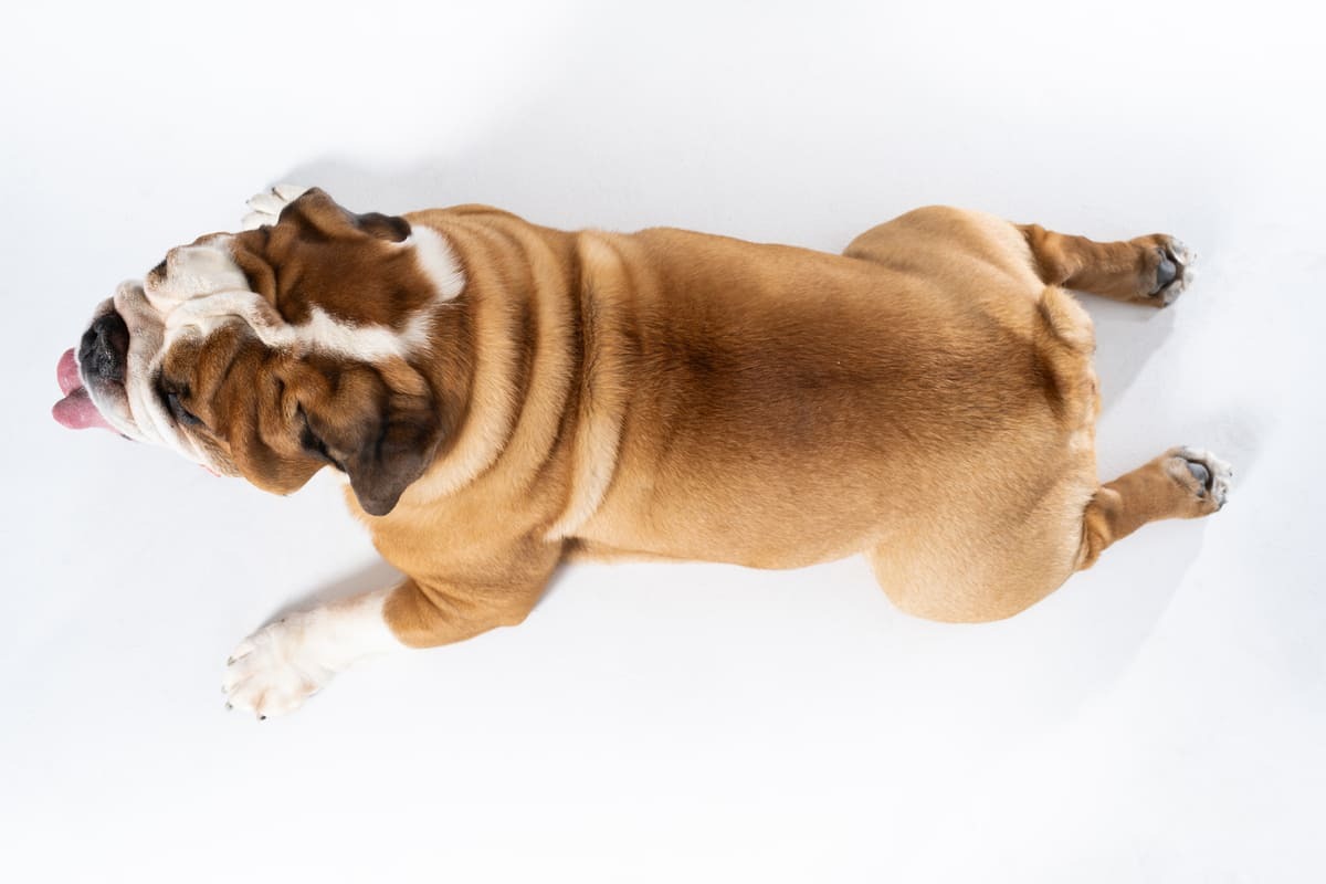 fazla kilolu bir köpeğin üstten görüntüsü