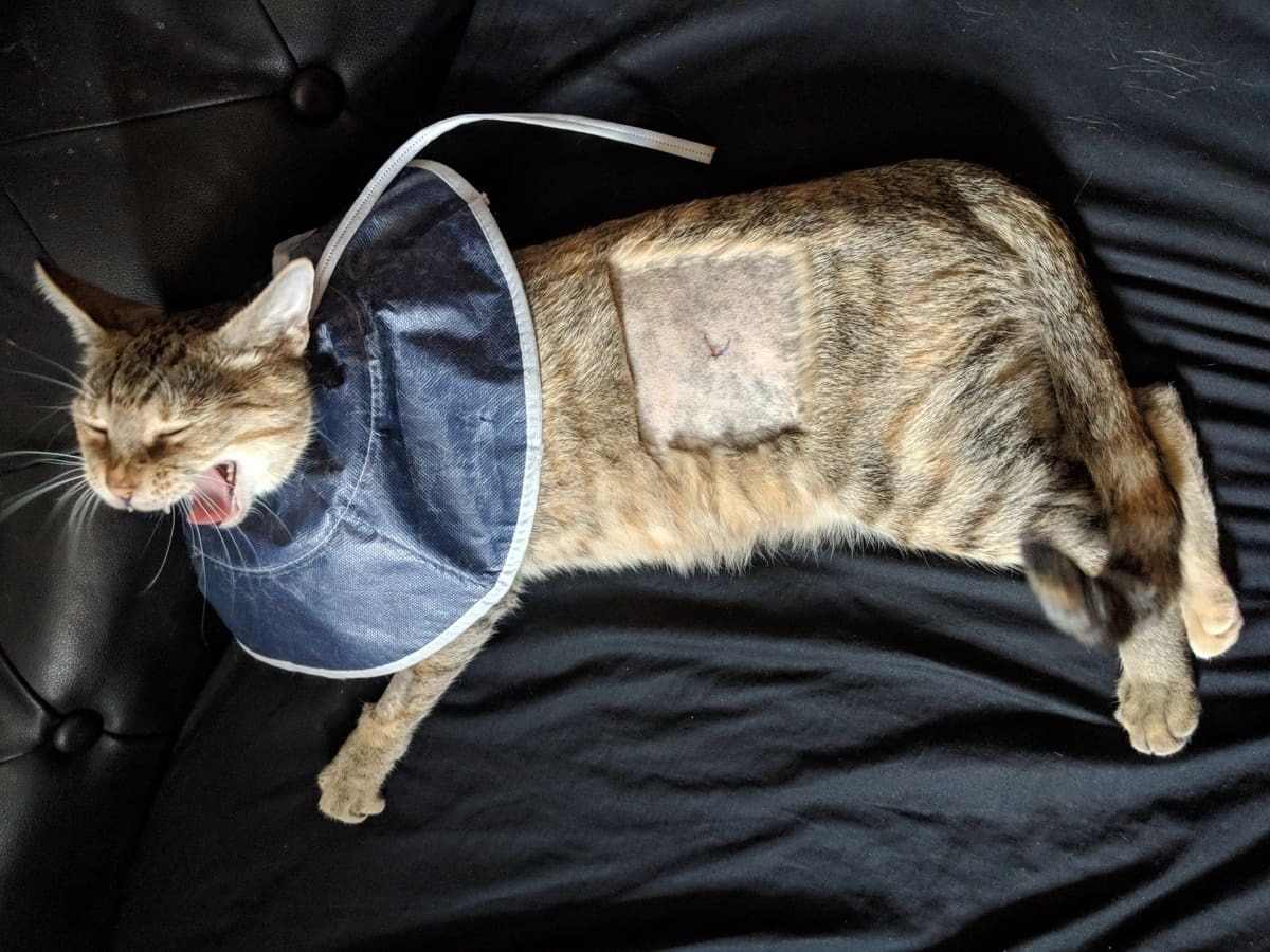 operasyon sonrası dinlenmede olan kedi