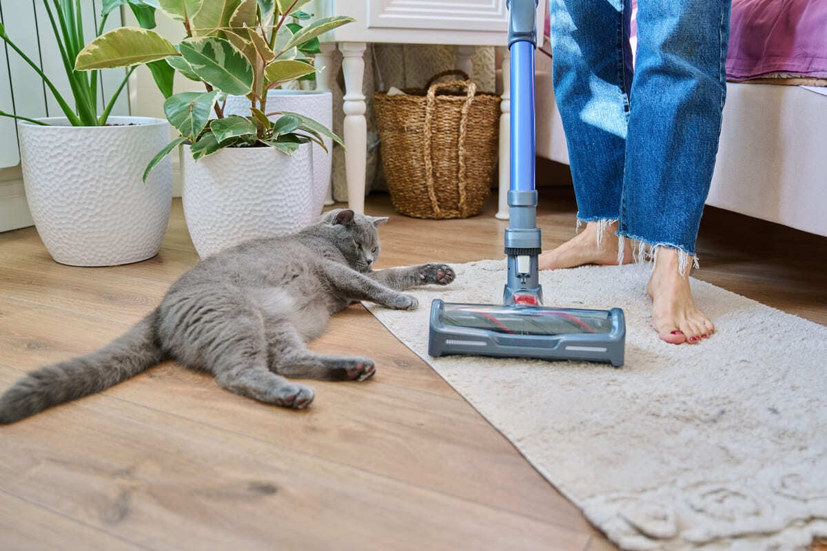 ev temizliği esnasında yerde uzanan kedi