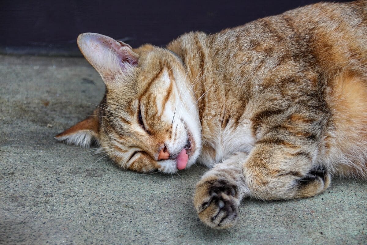 dili dışarda uyuyan kedi