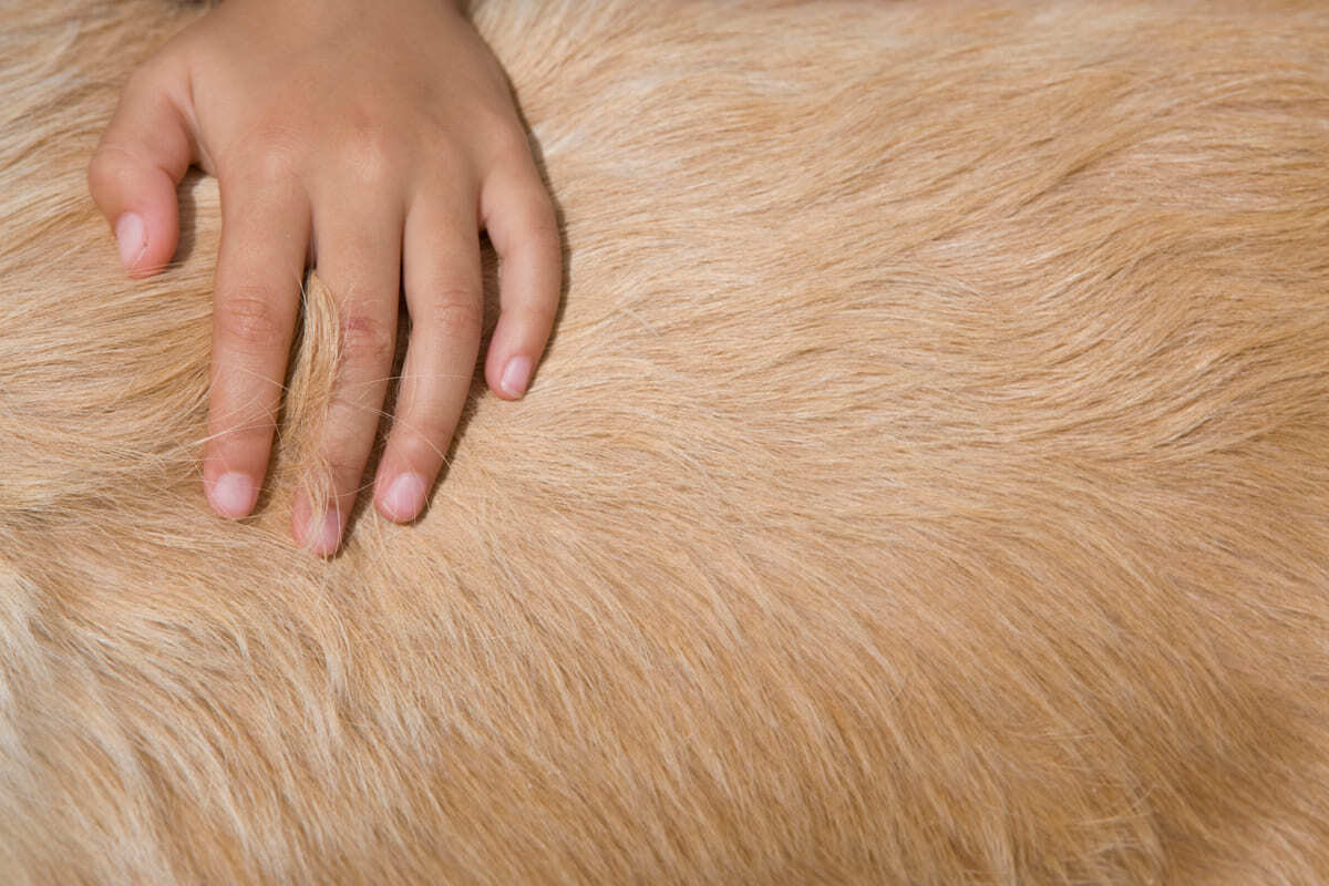 köpek kürküne dokunan insan eli