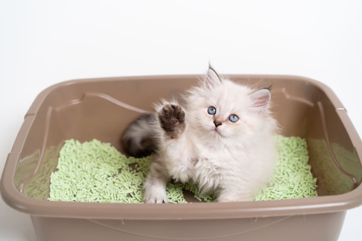 pelet kum dolu tuvaletteki yavru kedi