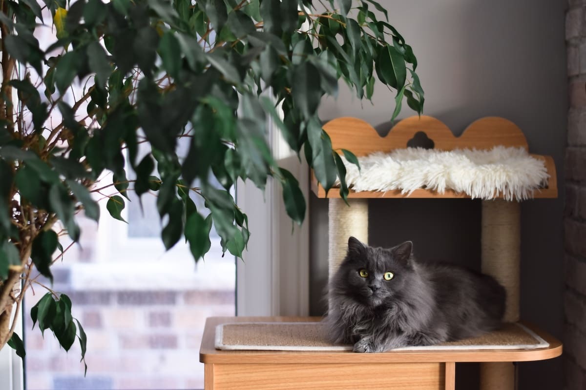 kedi evinde oturan uzun tüylü kedi