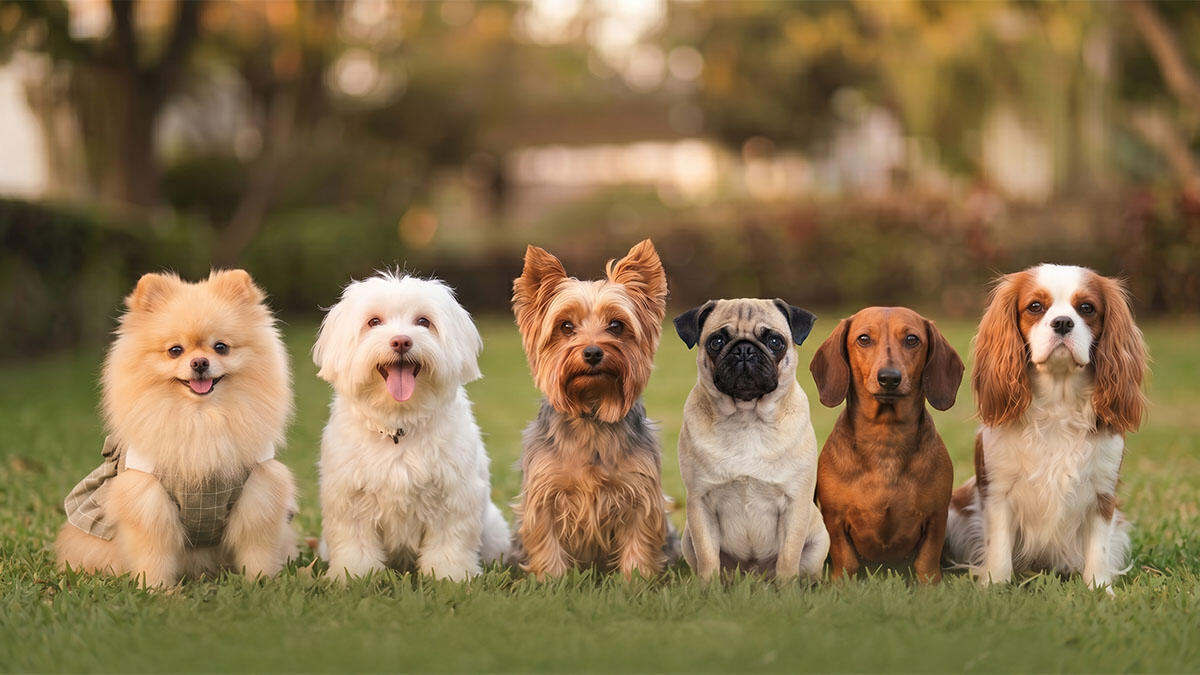 Dünyanın En Tatlı Köpekleri