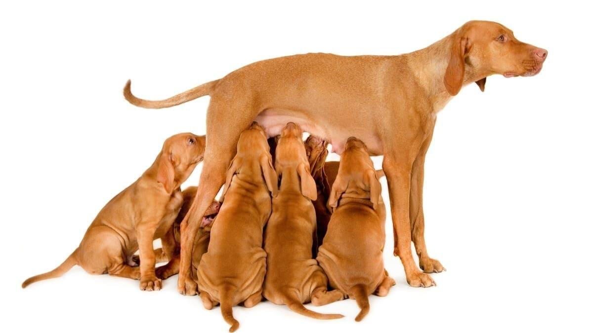 Emziren Köpek Nasıl Beslenir?
