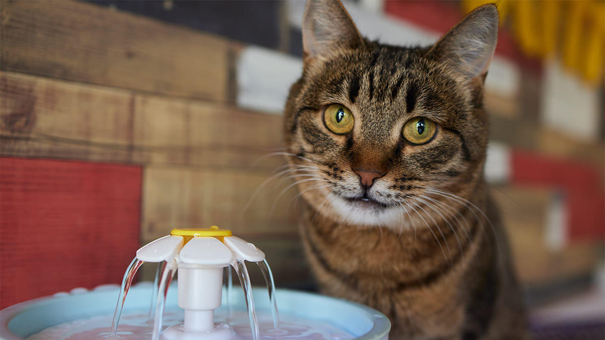 Kedi ve Köpeklerde Su Pınarı Kullanımı Nasıl Olmalıdır? Faydaları ve Temizliği