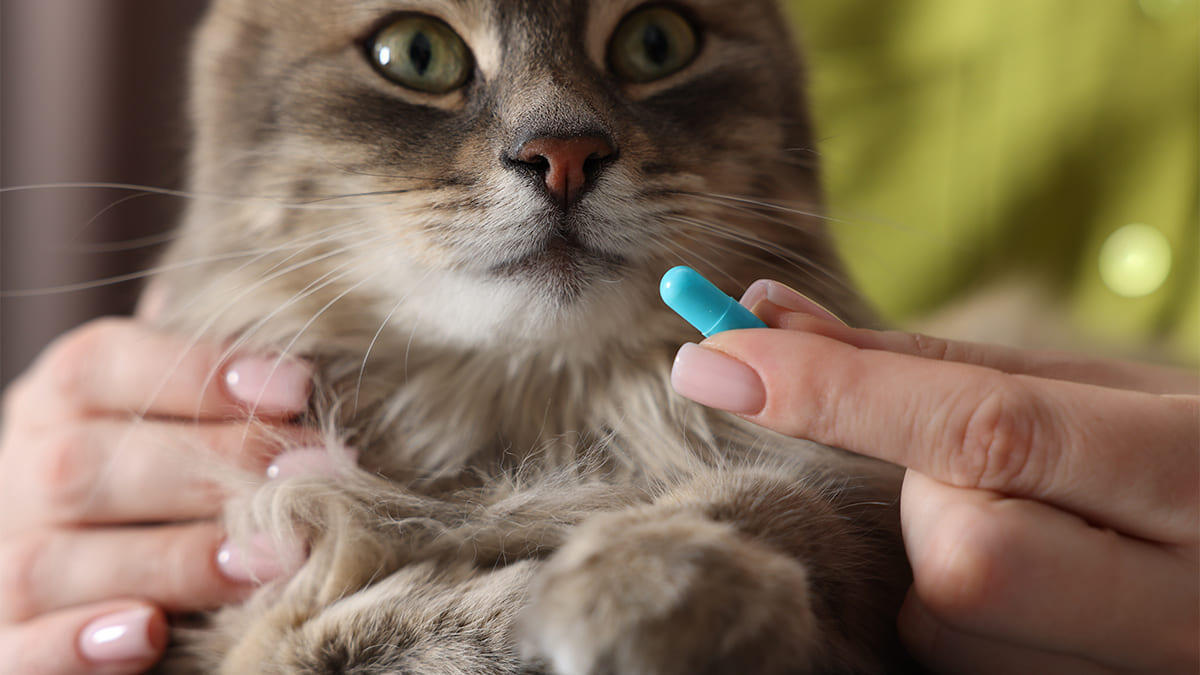 Kedilerde Antibiyotik Kullanımı: Nelere Dikkat Edilmeli?
