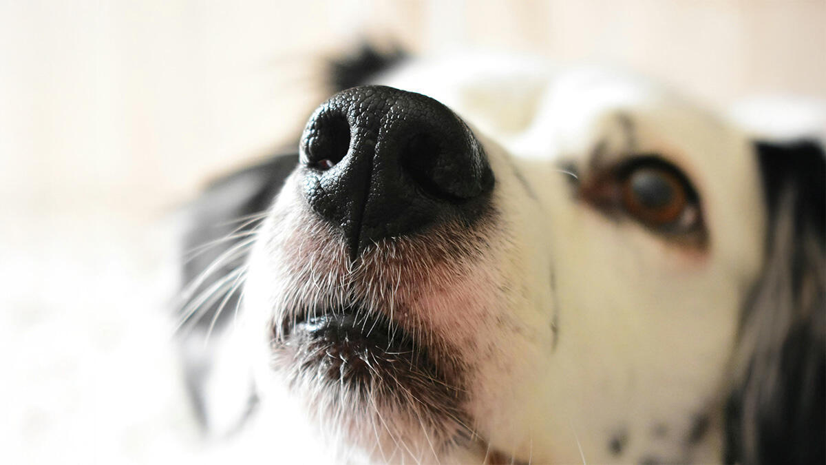 KÖPEKLERİN HOŞLANMADIĞI KOKULAR