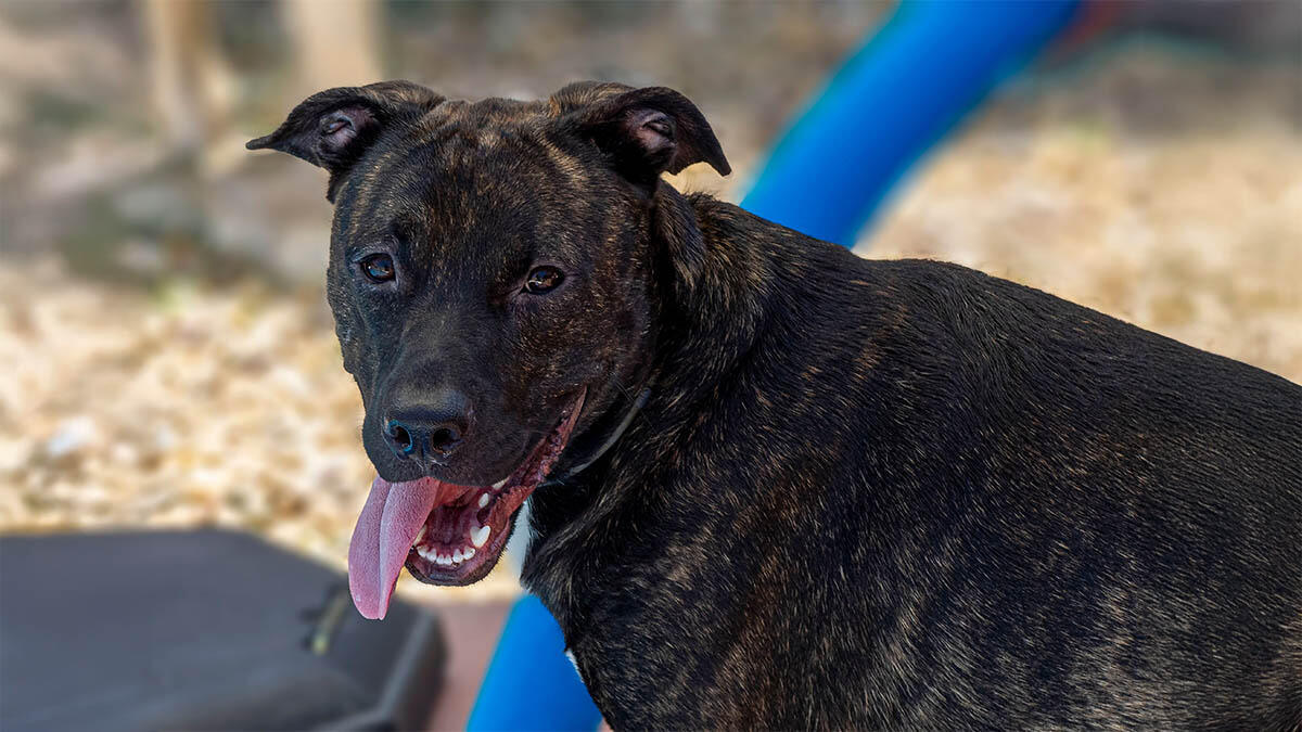 Presa Canario Köpek Irkı Özellikleri ve Bakımı