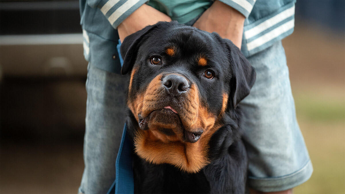 Rottweiler Köpek Irkı Özellikleri ve Bakımı
