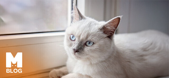 Colorpoint Shorthair Kedisi: Özellikleri ve Günlük Bakımı