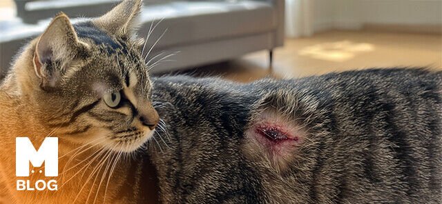 Kedilerde Açık Yara