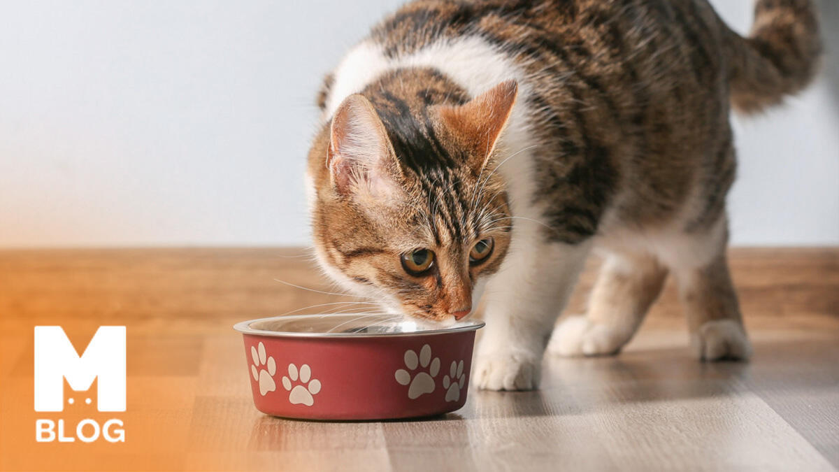 Zayıf Kedilere Kilo Aldıran Kedi Mamaları