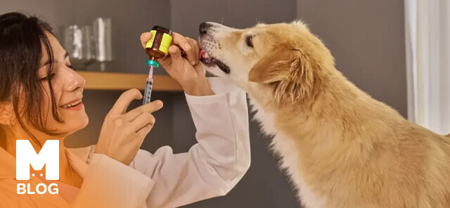 Köpeklerde Aşı ve Aşı Takvimi