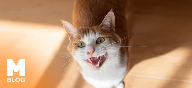 Kedilerde Kızgınlık Nasıl Geçer?