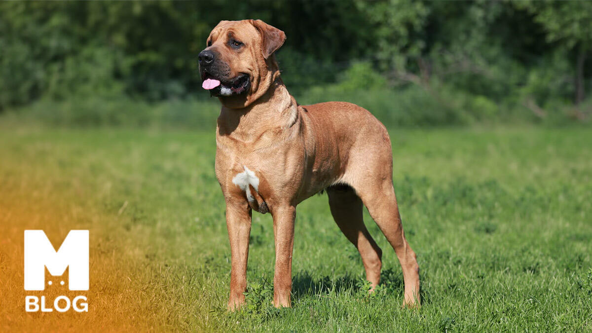 Köpeklerin Çene Basıncı Ne Kadar?