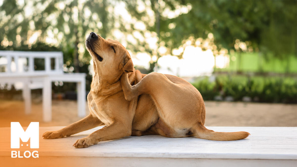Köpek Neden Kaşınır?
