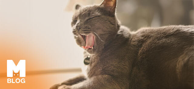 Kediler Neden Öksürür? Kedilerde Öksürme Sebebi ve Tedavisi