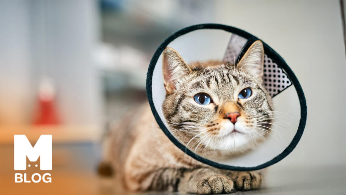 Belediye Kedi Kısırlaştırma Fiyatları