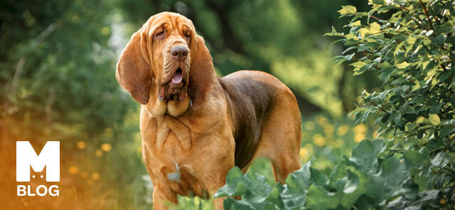 Bloodhound Özellikleri ve Bakımı