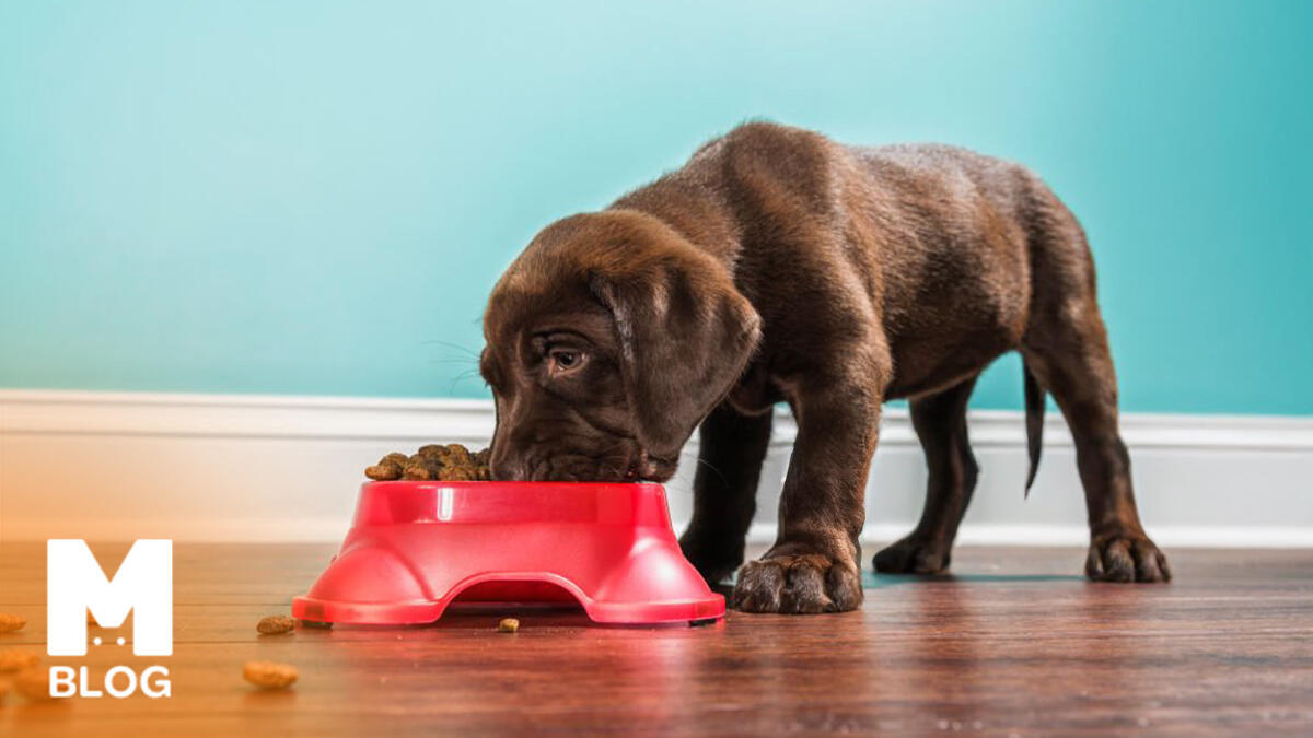 Köpekler Ne Kadar Mama Yer? Günde Ne Kadar Mama Verilmelidir?