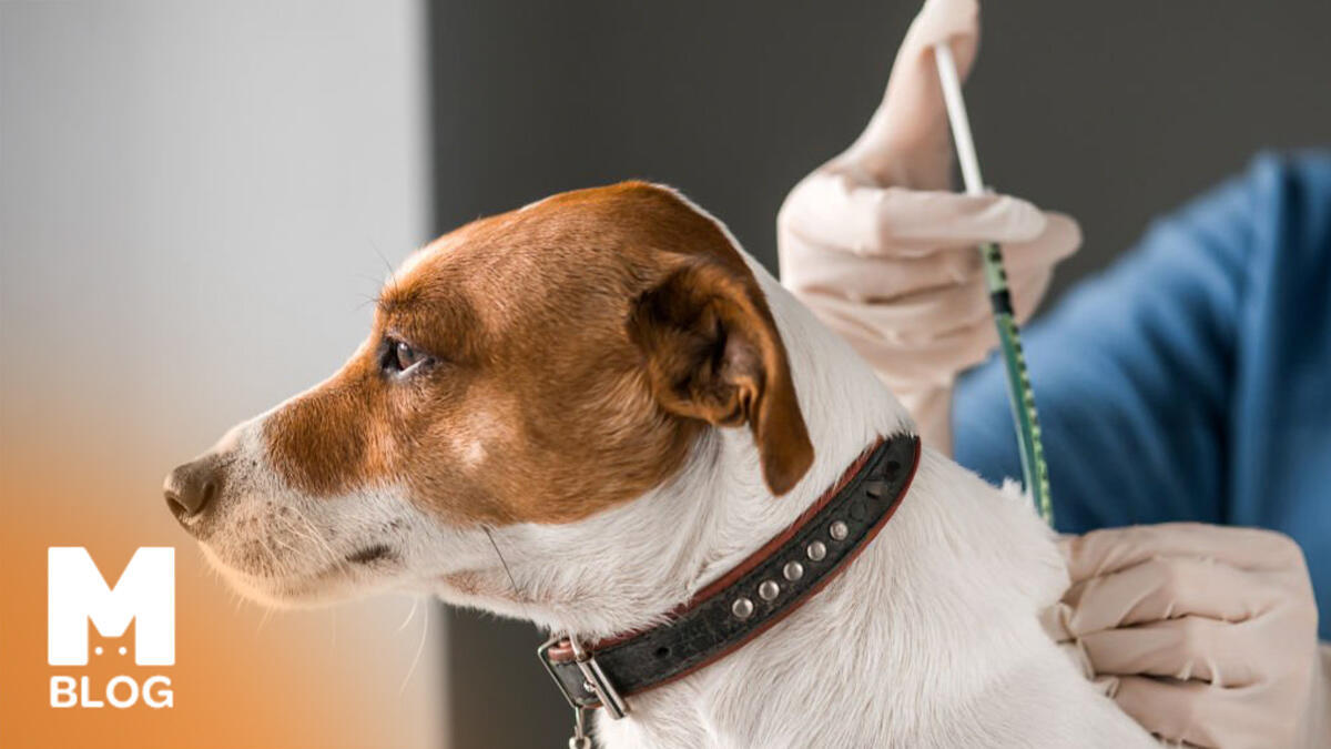 Köpeklerde Aşı ve Aşı Takvimi